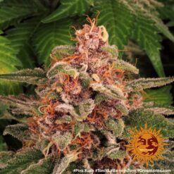 Barney’s Farm PINK KUSH Semi di Cannabis Femminizzati