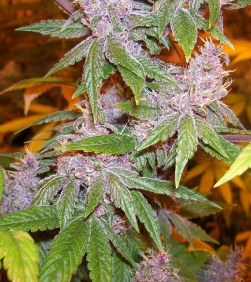 Ace Seeds Pakistan Chitral Kush Breeders Pack Feminized - Semi Femminizzati