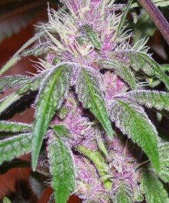 Ace Seeds Pakistan Chitral Kush Breeders Pack Feminized - Semi Femminizzati