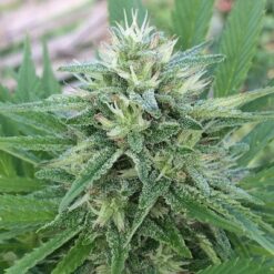 Ace Seeds Panama x Bangi Haze Feminized - Semi Femminizzati