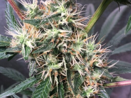 Ace Seeds Panama x Bangi Haze Regolare