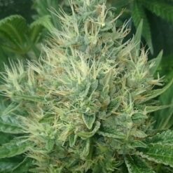 Ace Seeds Panama x Bangi Haze Feminized - Semi Femminizzati