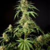 Philo Skunk - Philosopher Seeds