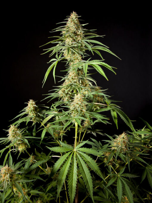 Philo Skunk - Philosopher Seeds