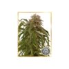 Piaya Haze CBD Femminizzata - Mr. Hide Seeds