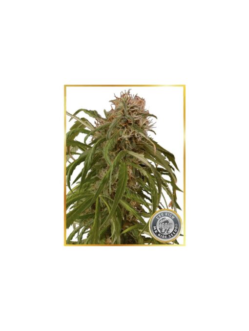 Piaya Haze CBD Femminizzata - Mr. Hide Seeds