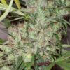 Pineapple Banana Bud Regolare - Ace Seeds