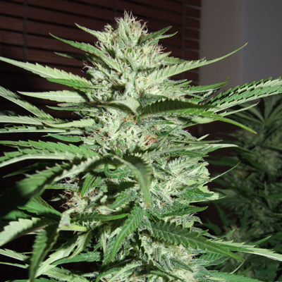 Pineapple Express - G13 Labs Seeds