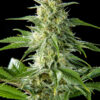 Pure CBD Punch - Philosopher Seeds