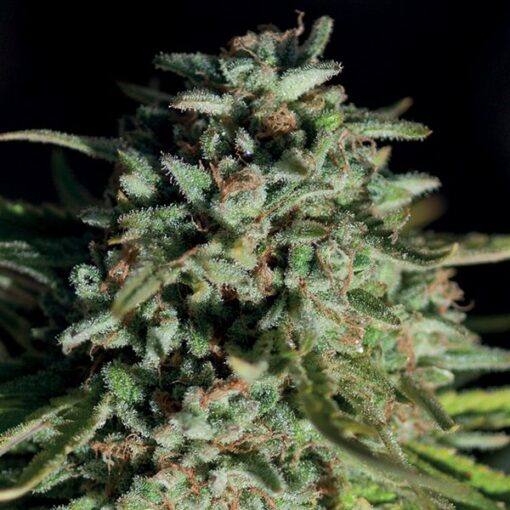 Pure Durban - Anesia Seeds