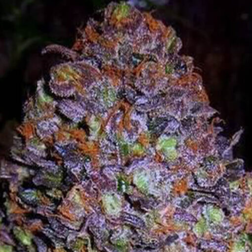 Purple Haze Auto - Original Sensible