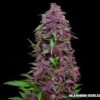 Purple Mazar Auto Femminizzata - Kalashnikov Seeds