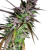 Ace Seeds Purple Pakistani Haze Femminizzata