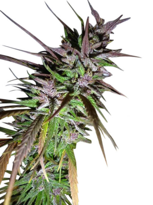 Ace Seeds Purple Pakistani Haze Femminizzata