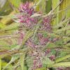 Purple Satellite Regolare - Ace Seeds