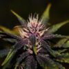 Purplediol Auto - Elite Seeds