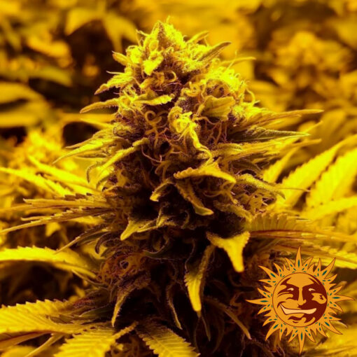 Barney’s Farm RED DRAGON Semi di Cannabis Femminizzati