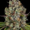 Rainbow Road - Paradise Seeds