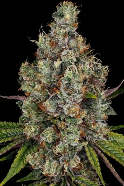 Rainbow Road - Paradise Seeds