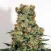 Ripper Badazz - Ripper Seeds