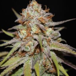 Ace Seeds Romulan Standard - Semi Regolari