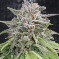 Ace Seeds Romulan Standard - Semi Regolari