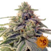 Barney’s Farm SHISKABERRY Semi di Cannabis Femminizzati