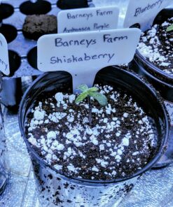 Barney’s Farm SHISKABERRY Semi di Cannabis Femminizzati
