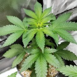 Barney’s Farm SHISKABERRY Semi di Cannabis Femminizzati