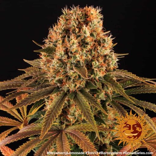 Barney’s Farm STRAWBERRY LEMONADE Semi di Cannabis Femminizzati