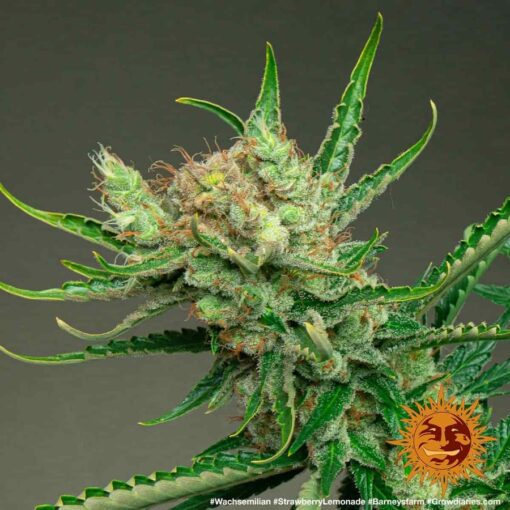 Barney’s Farm STRAWBERRY LEMONADE Semi di Cannabis Femminizzati