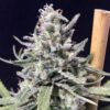 Thunderstorm Auto - R-kiem Seeds