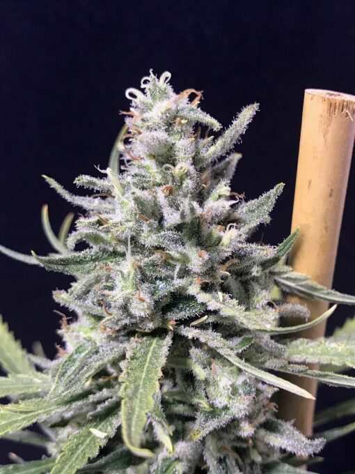 Thunderstorm Auto - R-kiem Seeds