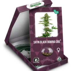 Satin Black Domina CBD Semi Feminizzati