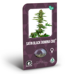 Satin Black Domina CBD Semi Feminizzati