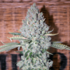 Sativa Des Rois - French Touch Seeds