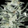 Sensi Star - Paradise Seeds