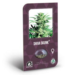 Shiva Skunk Femminizzati - Sensi Seeds