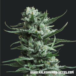 Siberian Haze Femminizzata - Kalashnikov Seeds