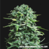 Siberian Haze Auto Femminizzata - Kalashnikov Seeds