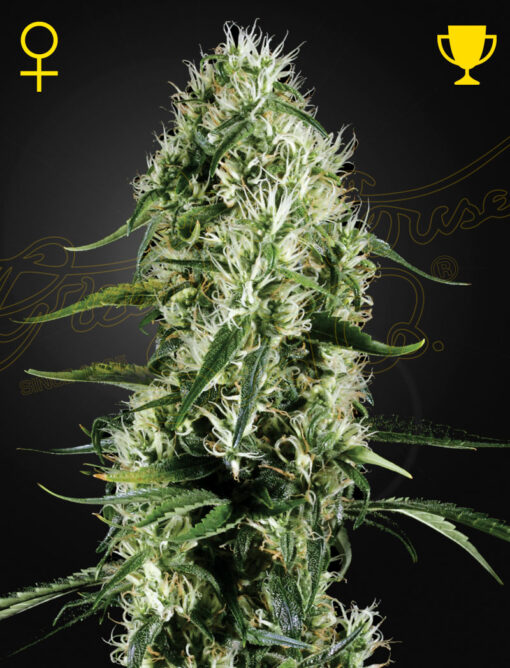 Silver Haze Femminizzata - GHS