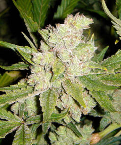 Sogouda - Soma Seeds