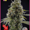 Solodiol CBD - Elite Seeds