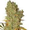 Special Kush 1 - Royal Queen Seeds