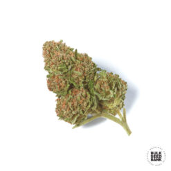 Bulk Seed Bank SPECIAL SKUNK Feminized - Semi Femminizzati