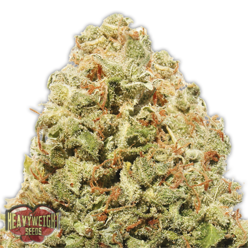 Strawberry Cake Femminizzata - Heavyweight Seeds