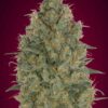 Advanced Seeds Strawberry Gum Feminized - Semi Femminizzati