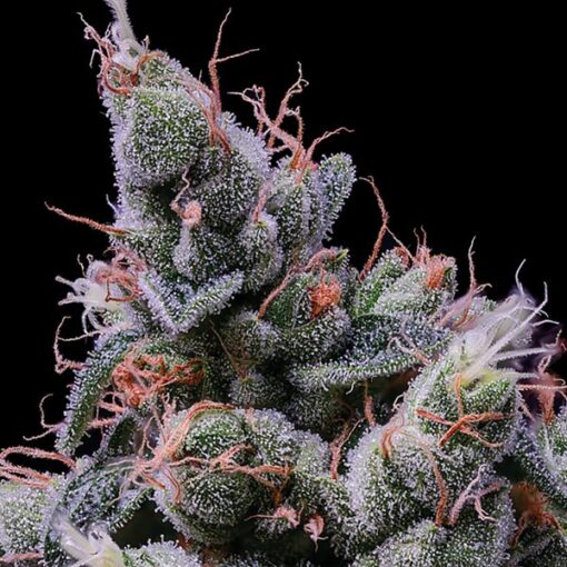 Strawberry Kush - Anesia Seeds