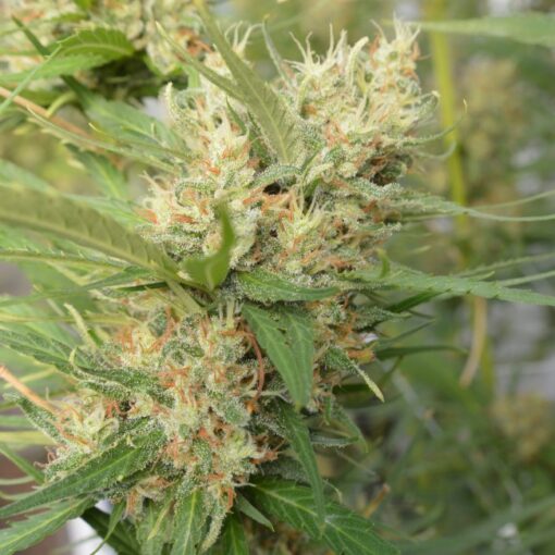 Ace Seeds Super Malawi Haze Feminized - Semi Femminizzati