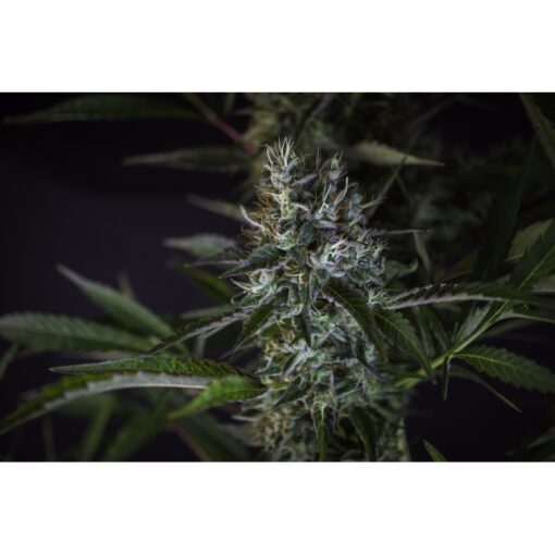 Super Sativa Seed Club CREEPER Regular